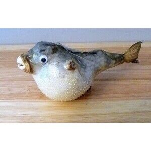 ToyParrot Blowfishdecor figure 6" - 7" ocean theme beach theme science teaching